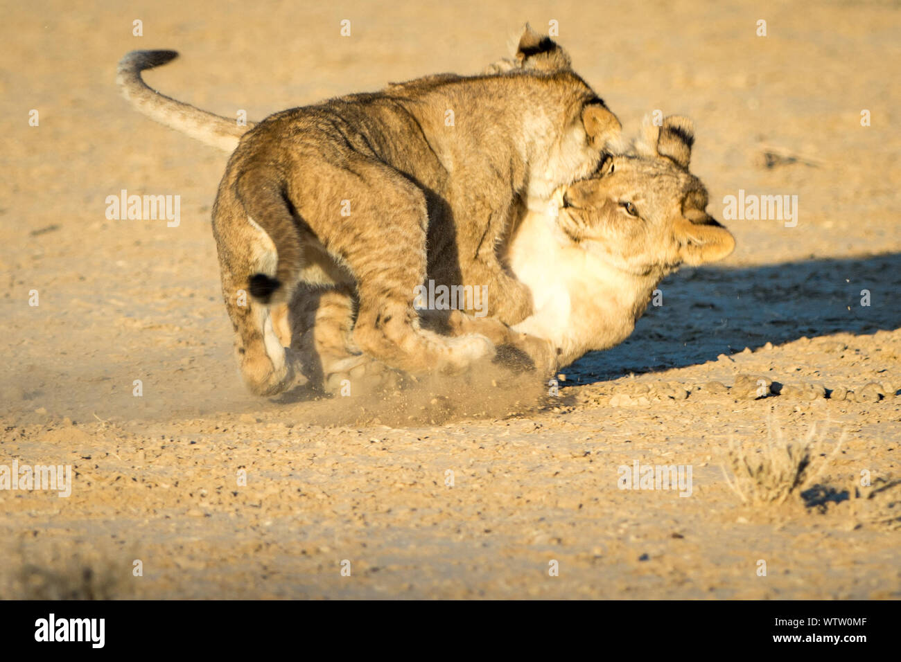 Lion Cubs Playing On Sand Stock Photo