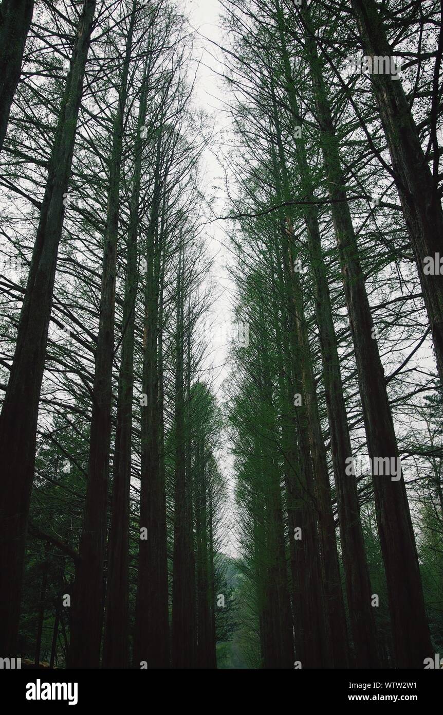 Thin tall trees hi-res stock photography and images - Alamy