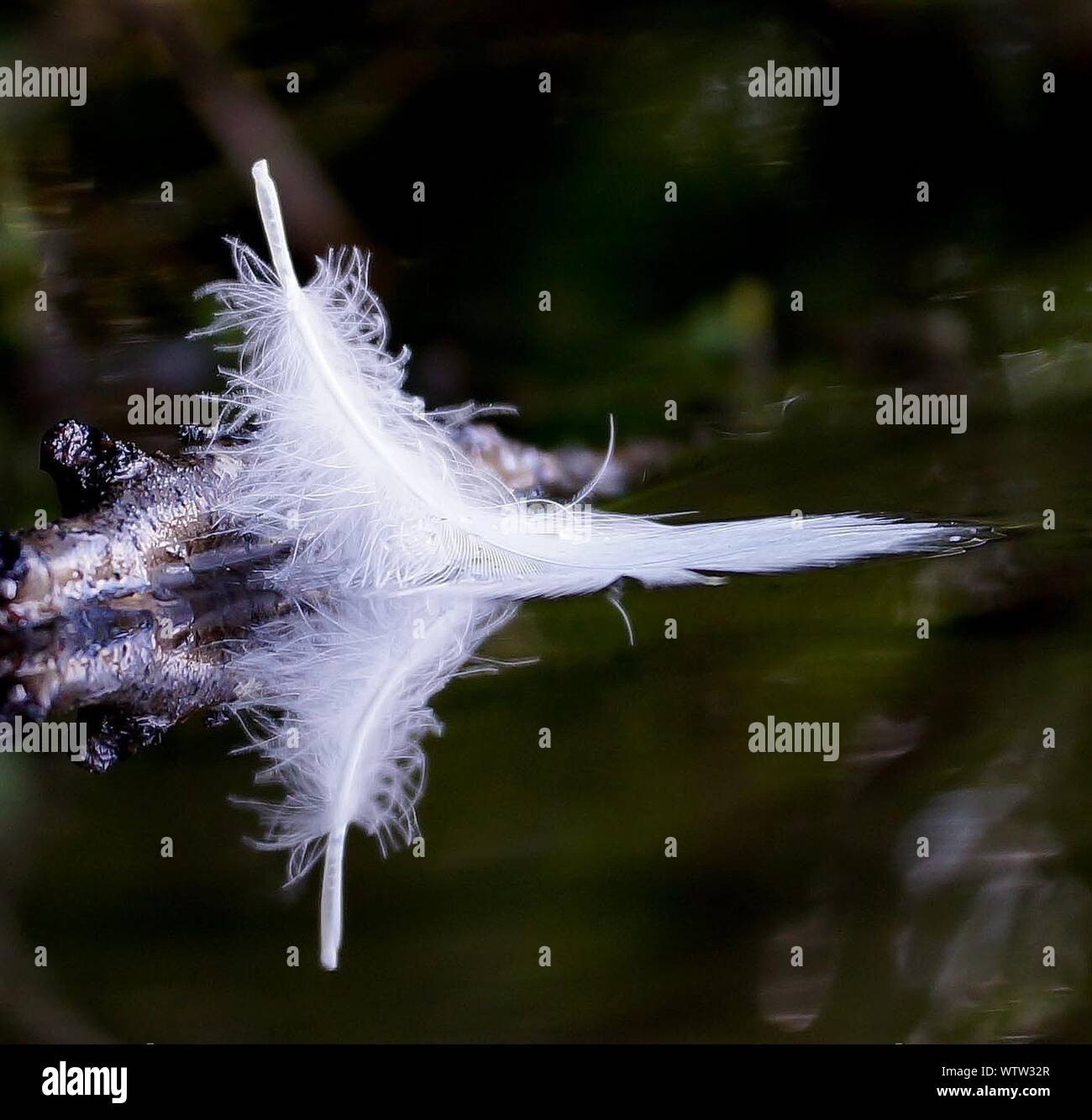 Feather Floating On Water High Resolution Stock Photography and Images