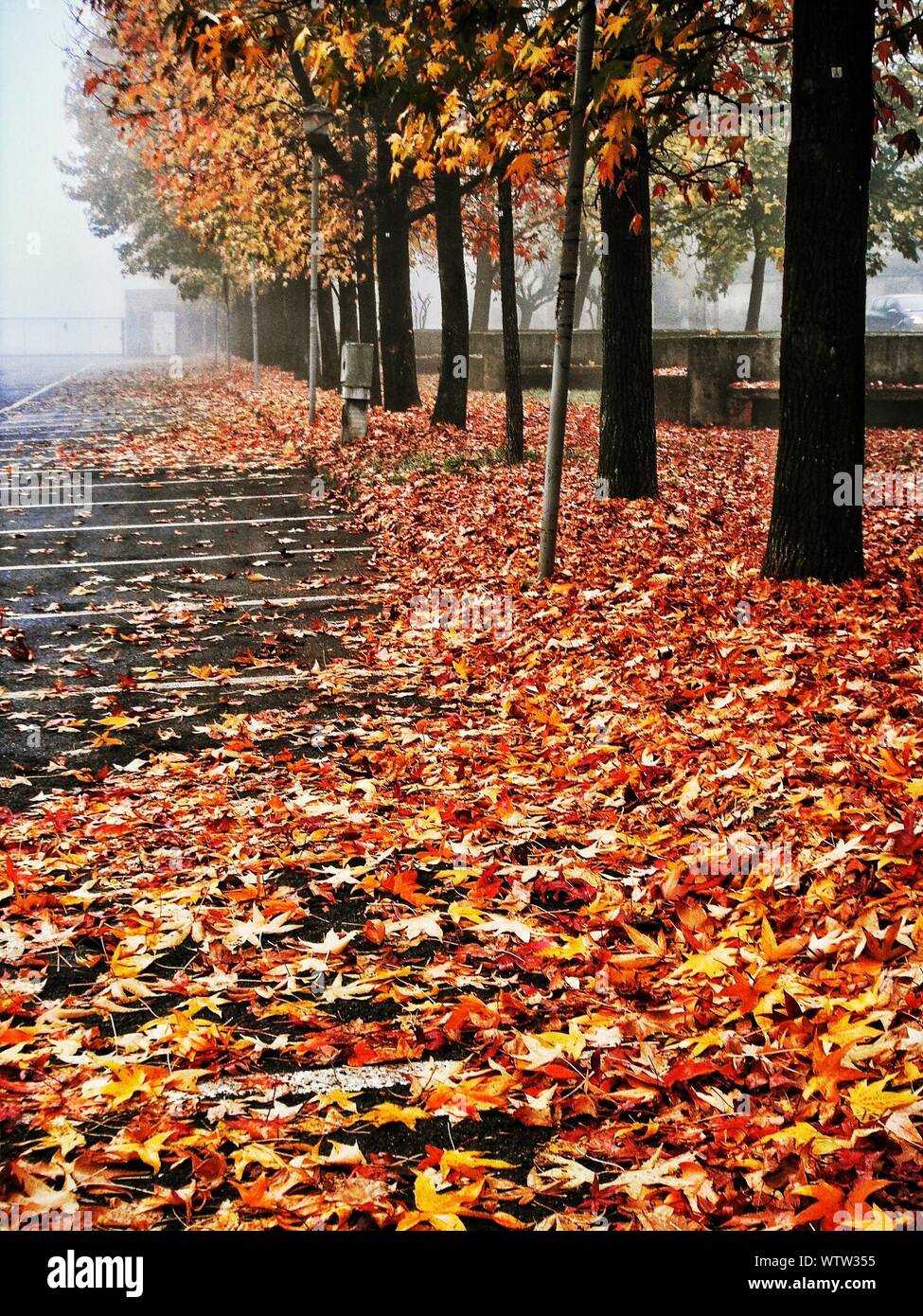 Fallen Autumn Leaves On Street Stock Photo