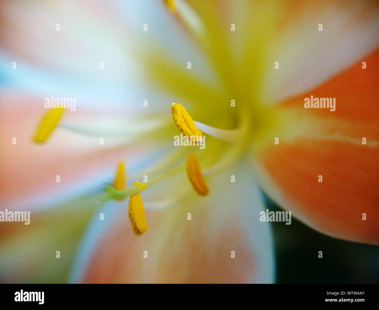 Extreme Close-up Of Anthers Stock Photo