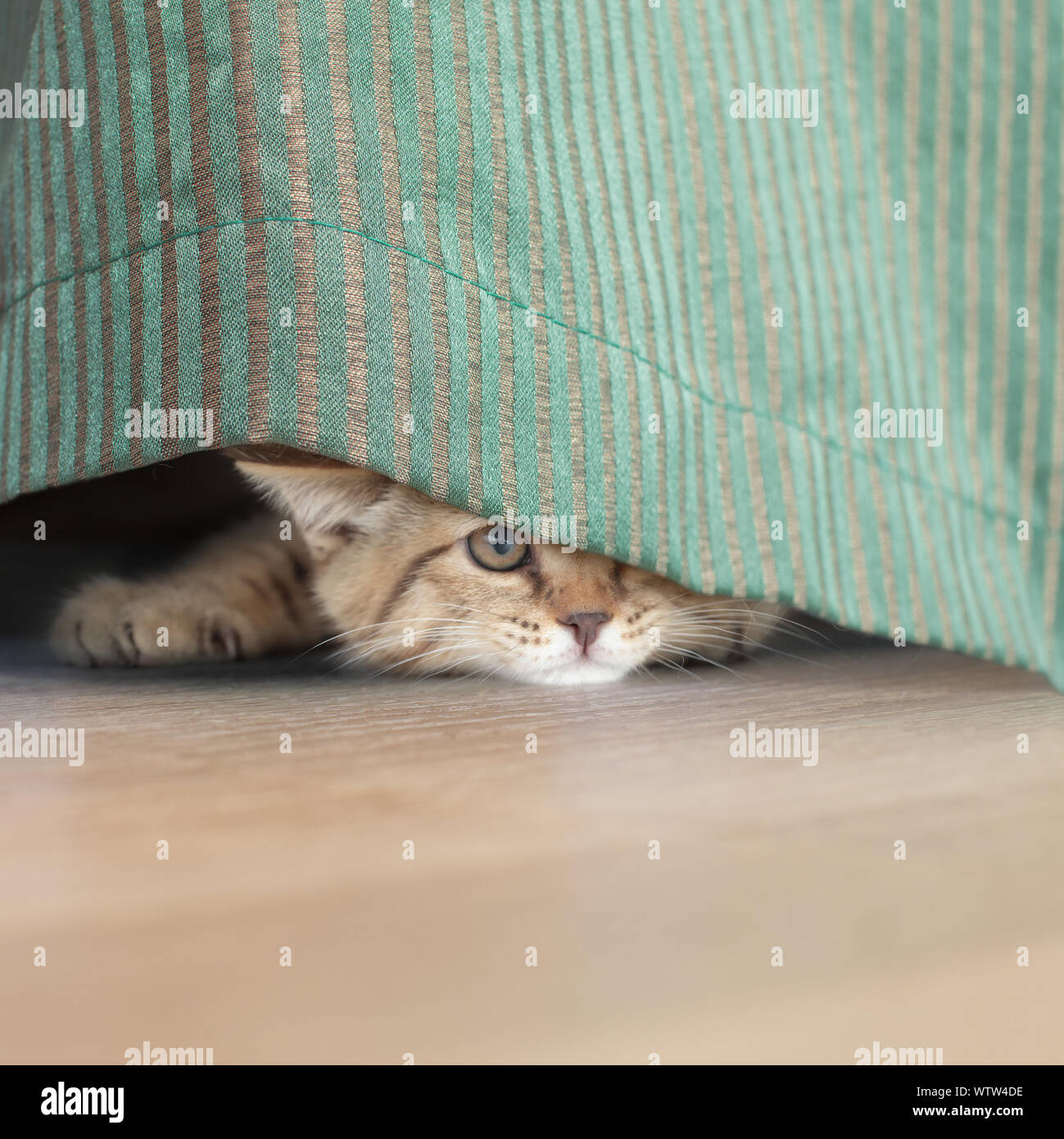 funny cat stealing behind green curtain Stock Photo