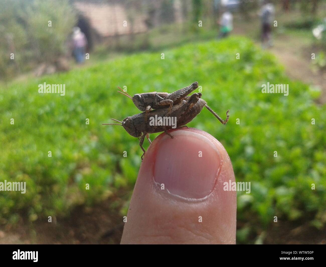 Close-up Of Crickets Mating On Finger Stock Photo