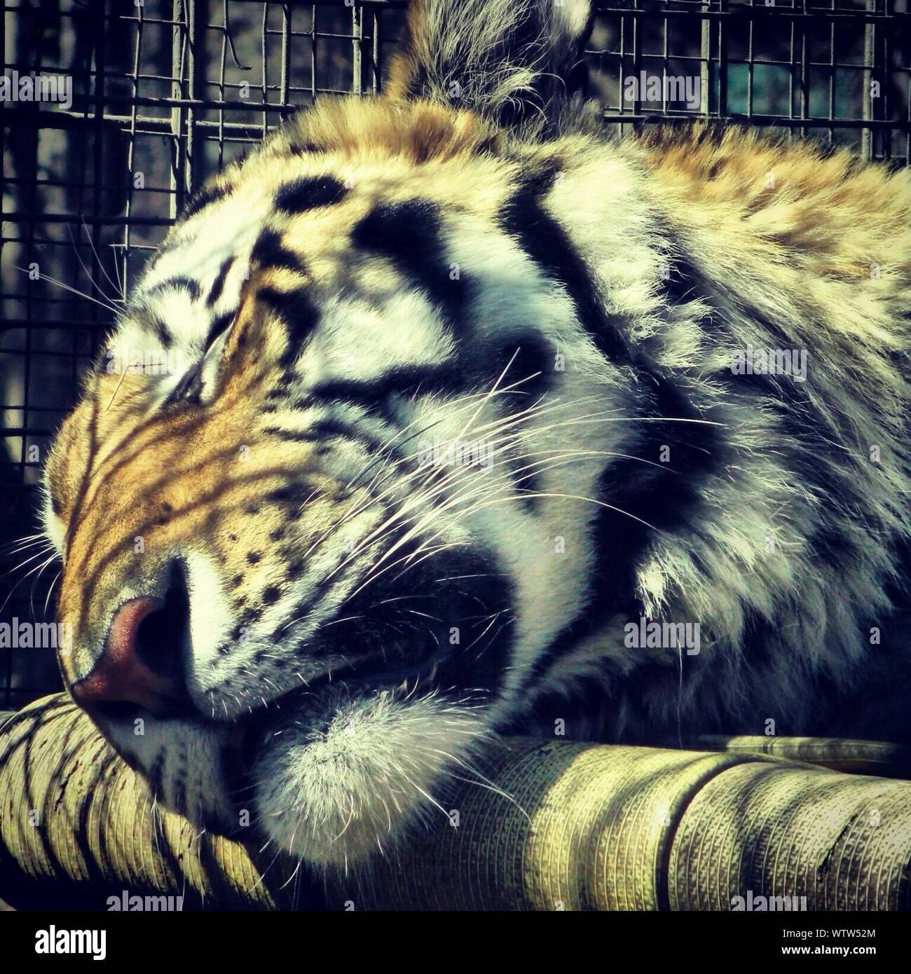 Tiger sleeping zoo hi-res stock photography and images - Alamy