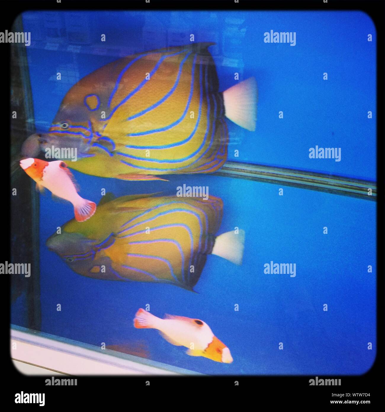 Reflection Of Fish Swimming In Tank Stock Photo Alamy