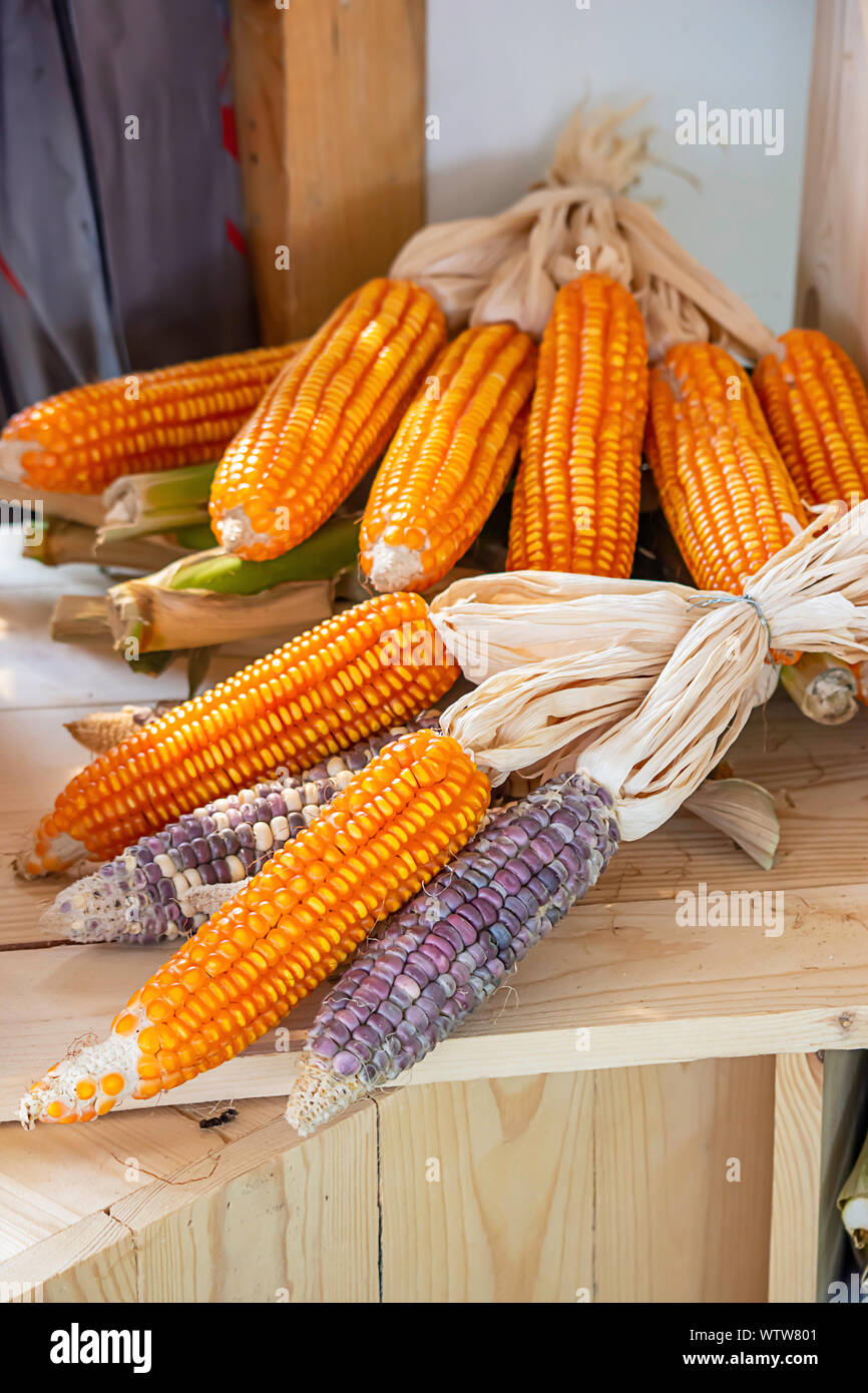 Corn drying on wood for the seeds to cultivate Stock Photo