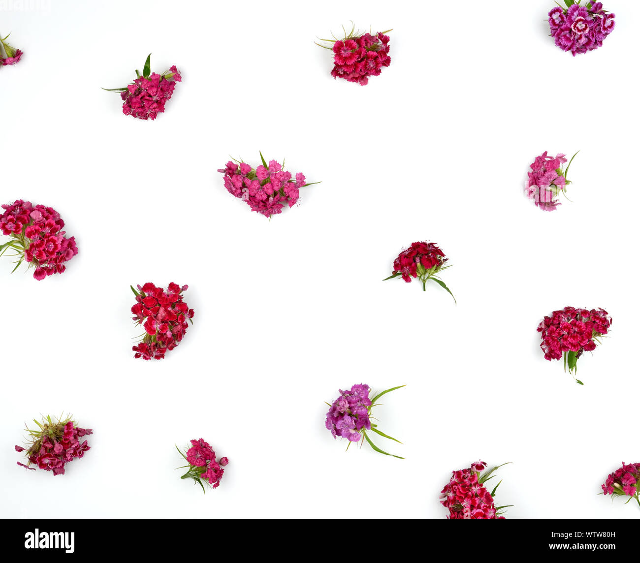 Buds blooming Turkish carnations Dianthus barbatus on a white background, flat lay Stock Photo