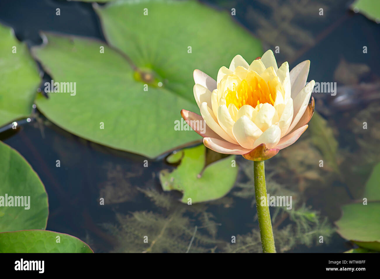 The beauty of the White Lotus Bloom in ponds Stock Photo