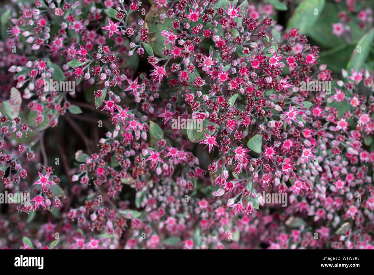 Hylotelephium Ruby Glow,Sedum Ruby Glow. Red pink flowers. Sedum cauticola 'Robustum' Stock Photo