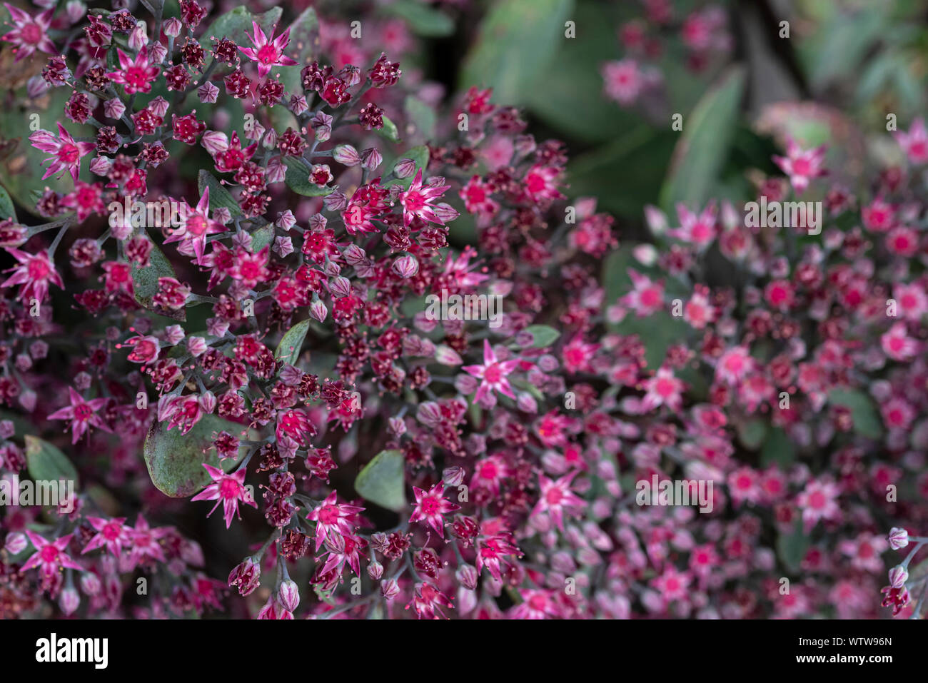 Hylotelephium Ruby Glow,Sedum Ruby Glow. Red pink flowers. Sedum cauticola 'Robustum' Stock Photo