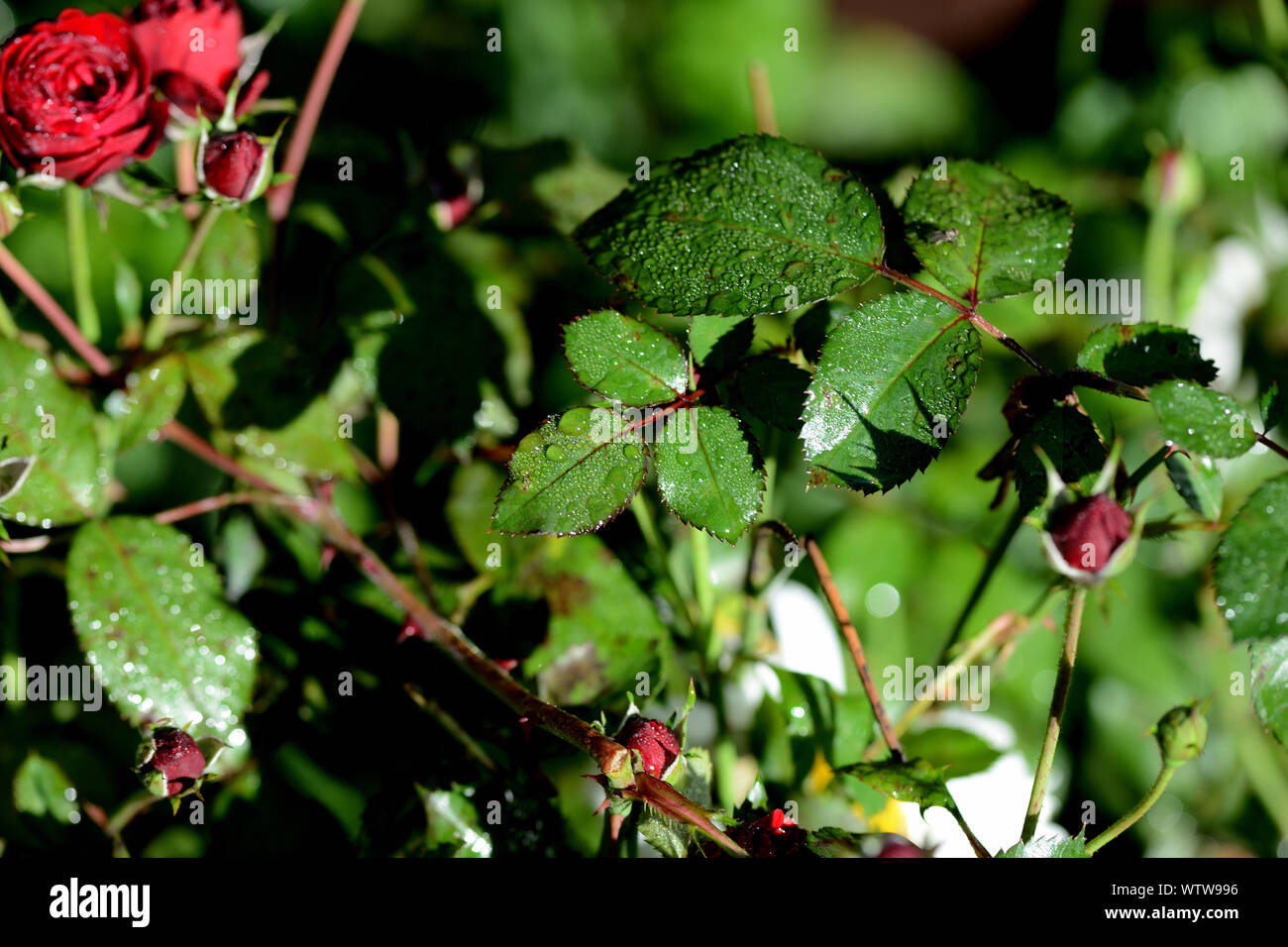 Rose leaves morning dew hi-res stock photography and images - Alamy