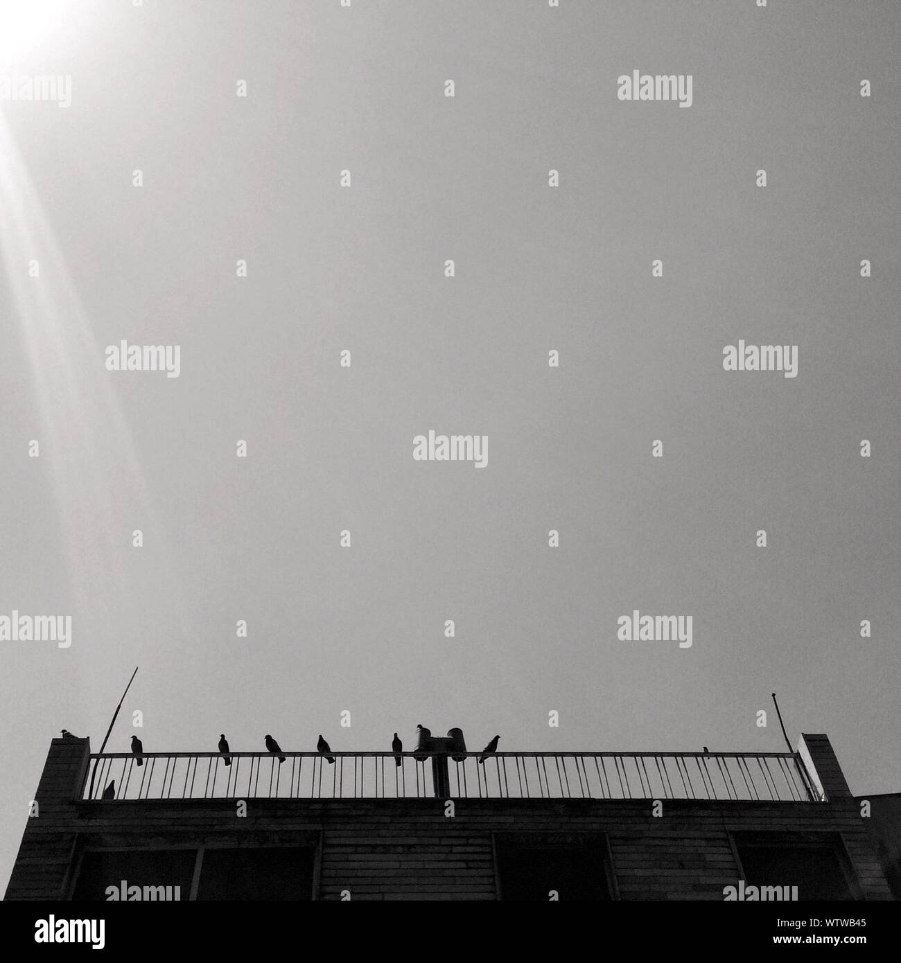 Birds in balcony hires stock photography and images Alamy