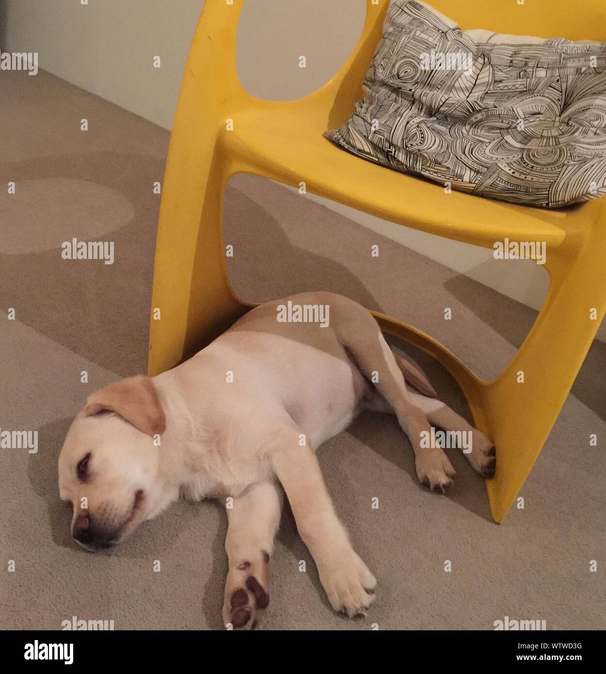Dog sleeping carpet hi-res stock photography and images - Alamy