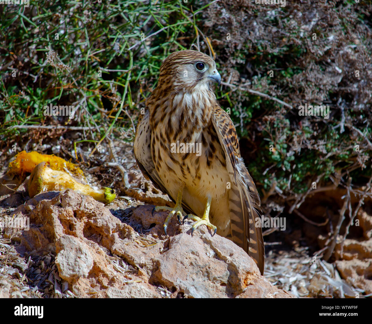 Close-up young hawk eating in his habitat natural Stock Photo