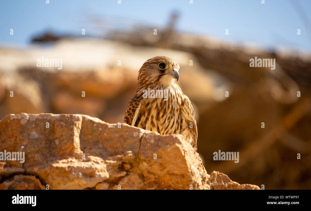 Close-up young hawk in his habitat natural Stock Photo