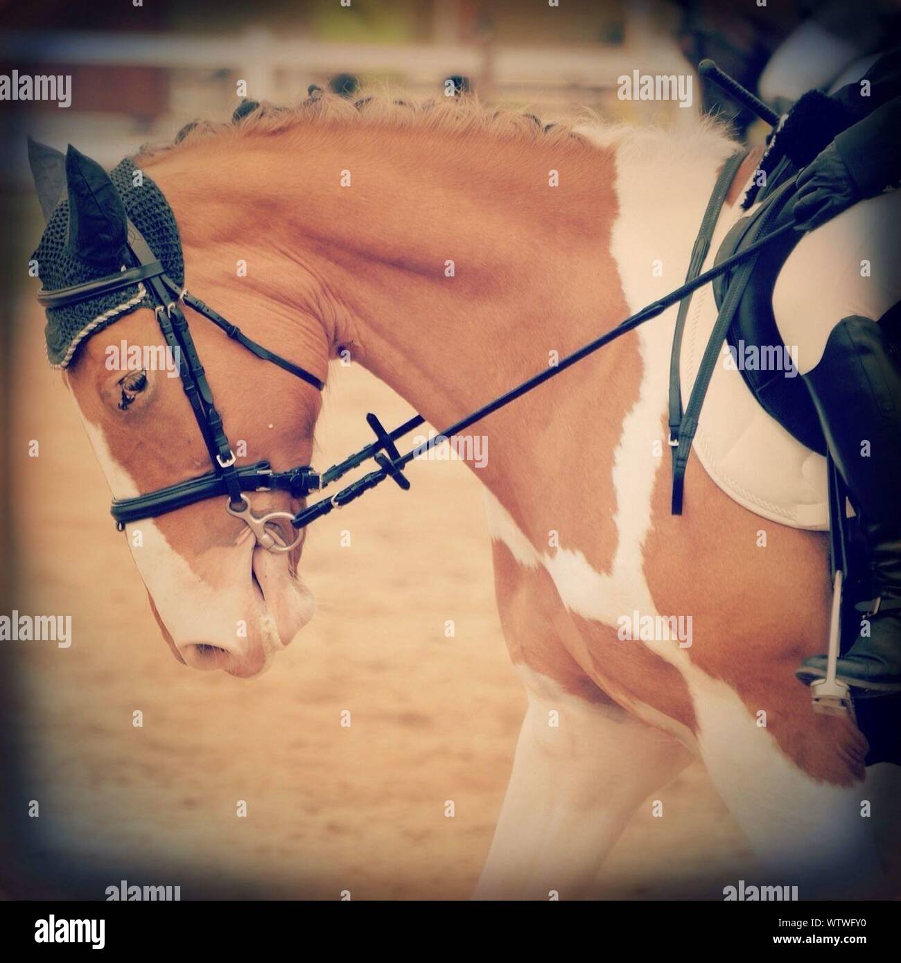 Horse head human body hires stock photography and images Alamy