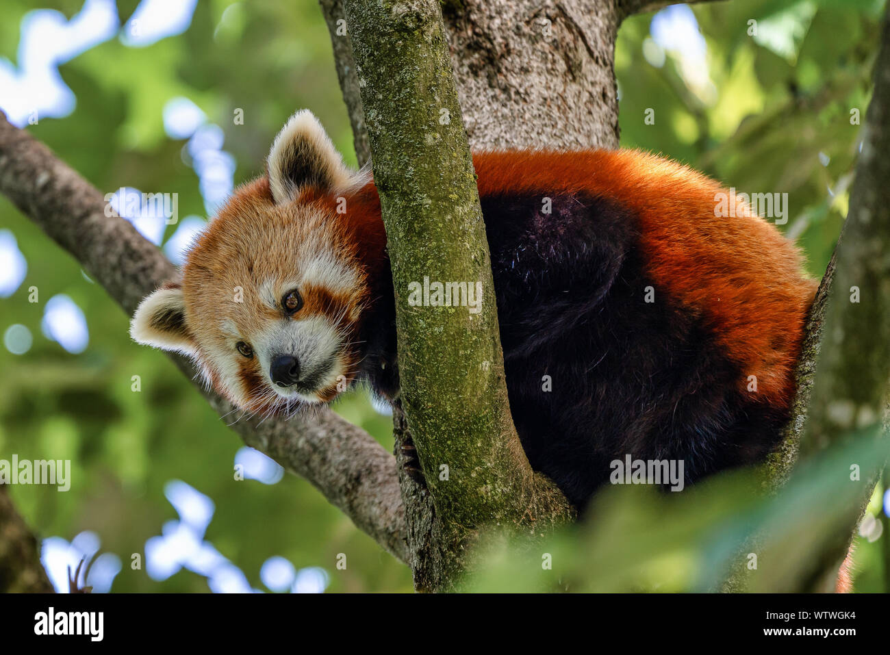 The red panda, Ailurus fulgens, also called the lesser panda and the red  cat-bear Stock Photo - Alamy