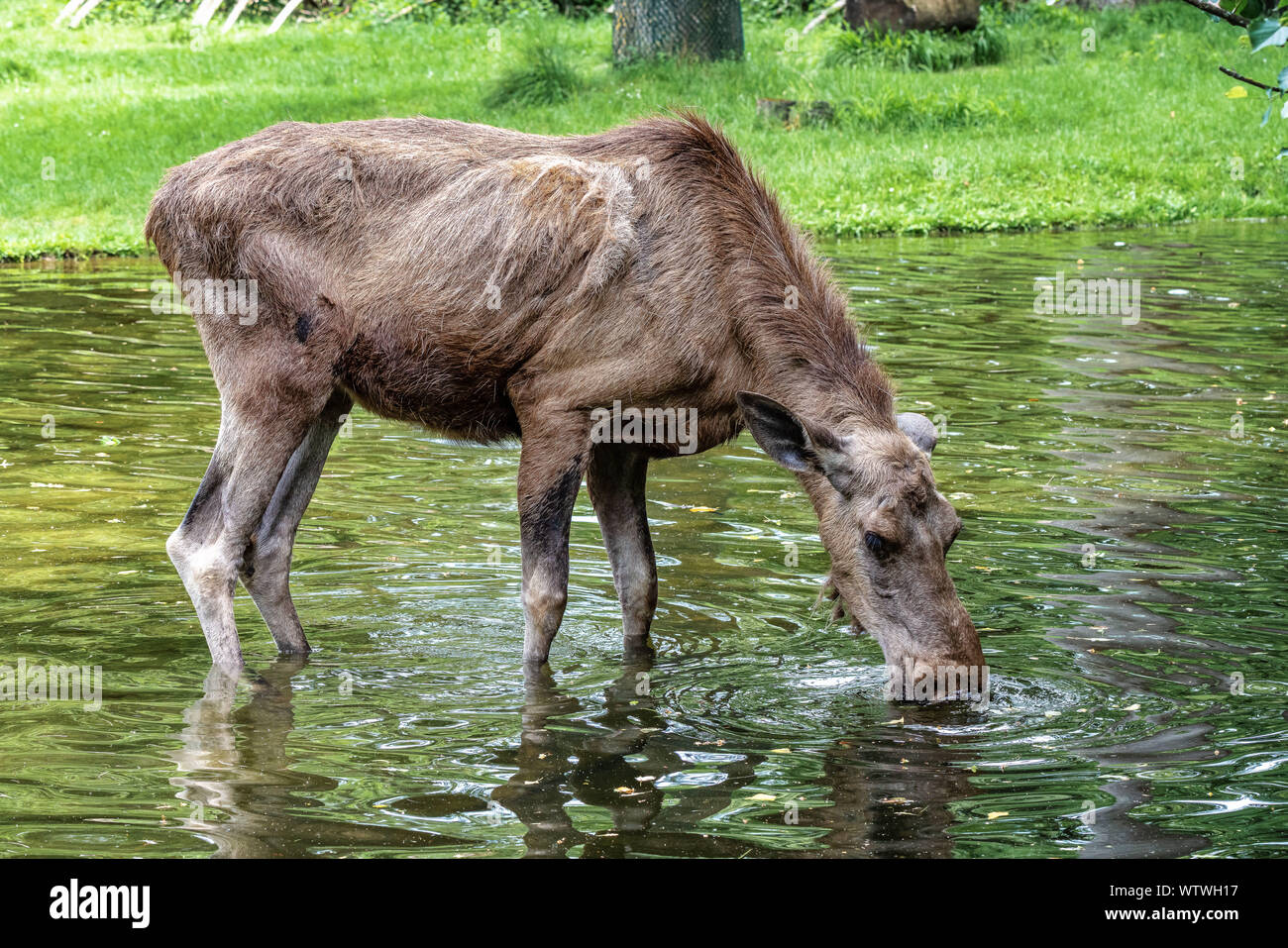 European Moose, Alces alces, also known as the elk. Wild life animal ...