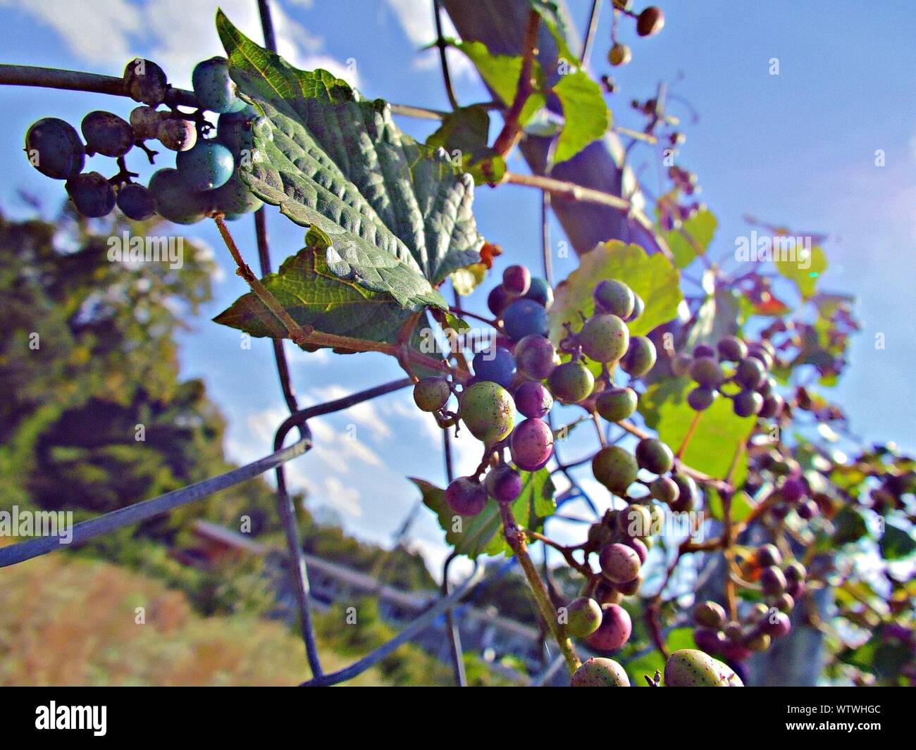 Growing over fence hi-res stock photography and images - Alamy