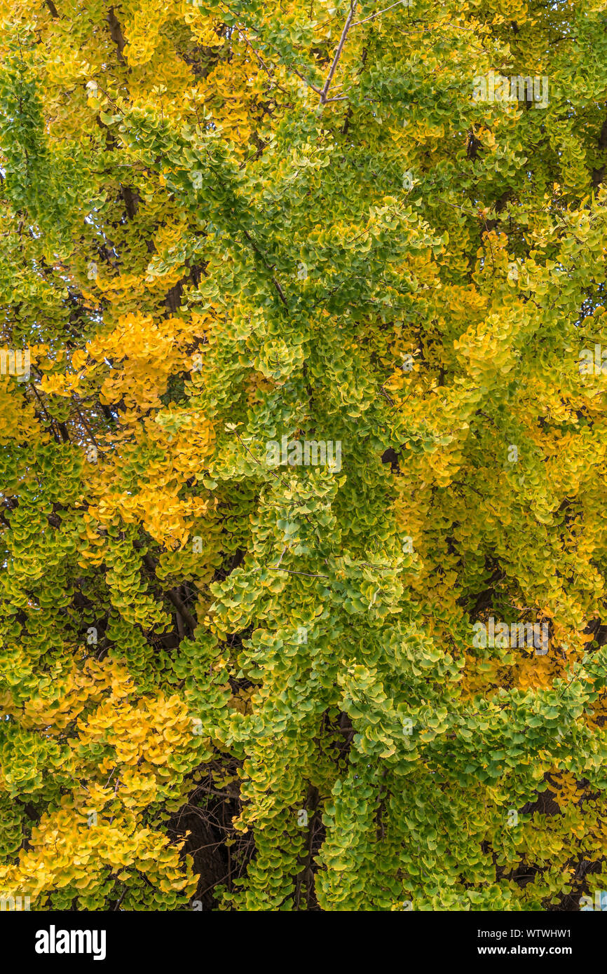 (Ginkgo biloba) Japanese Gingko tree dense foliage during fall season