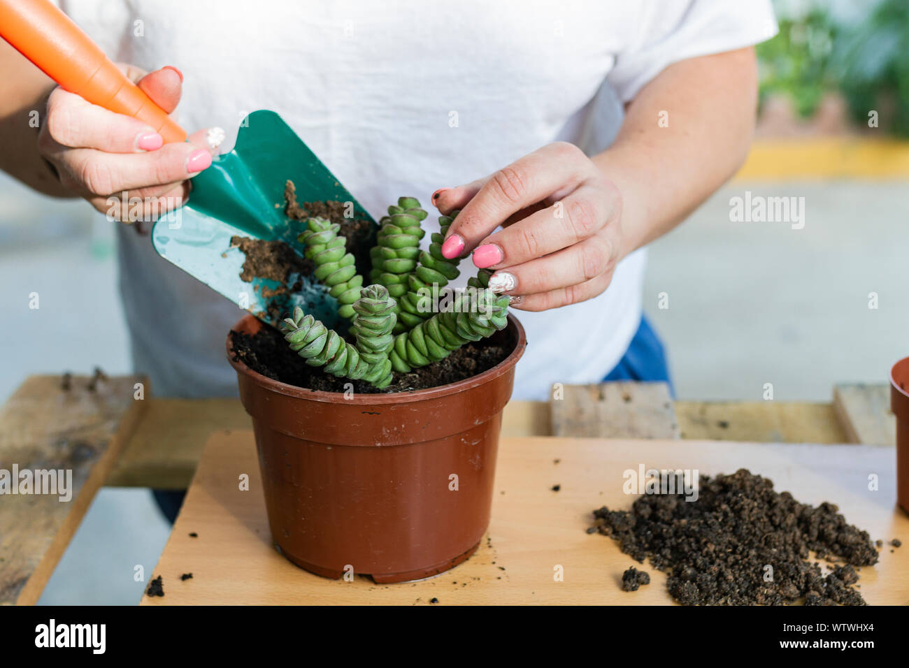 young woman working with land to transplant flowers and captus on a b Stock Photo