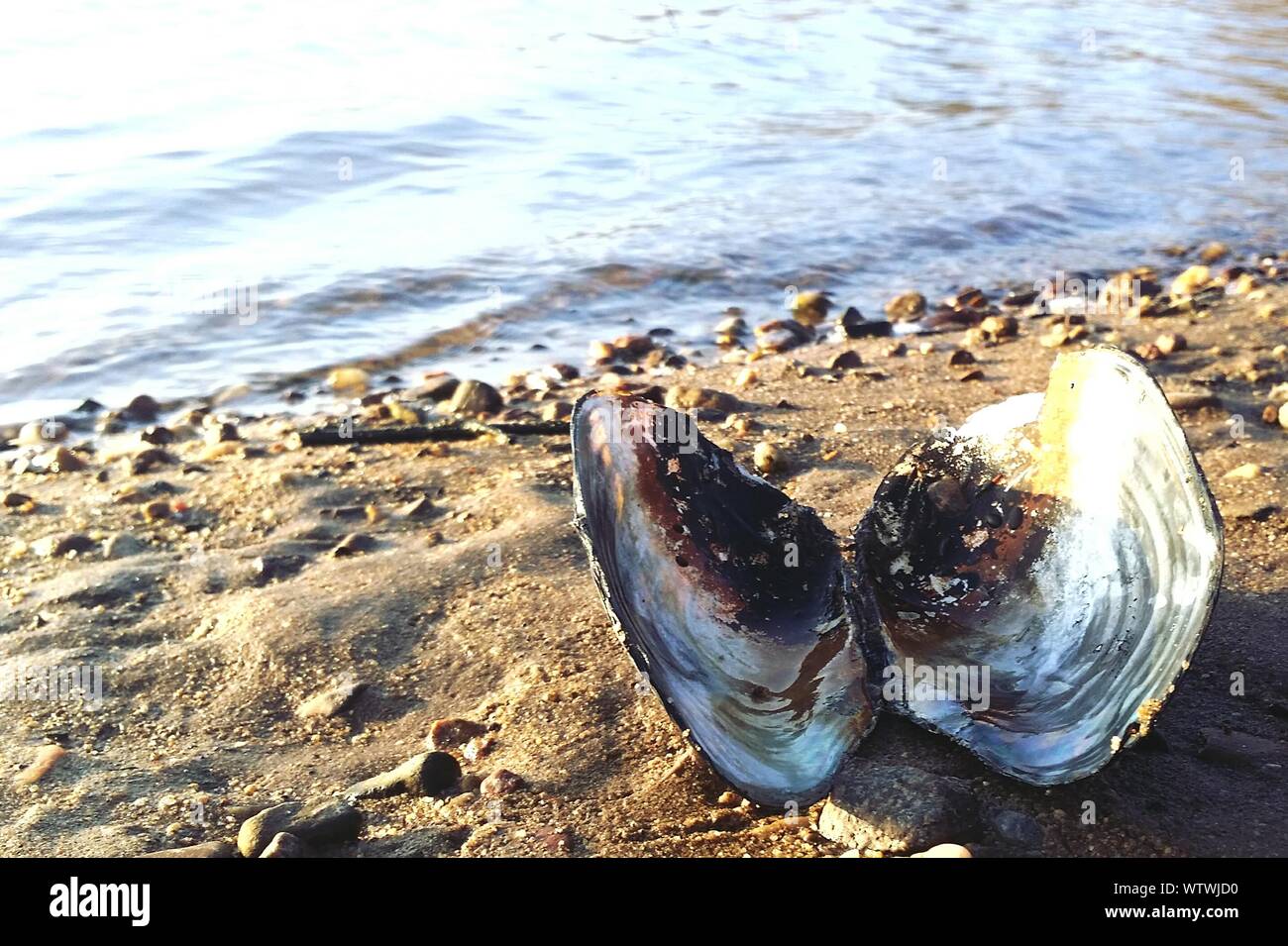 Oyster beach hires stock photography and images Alamy