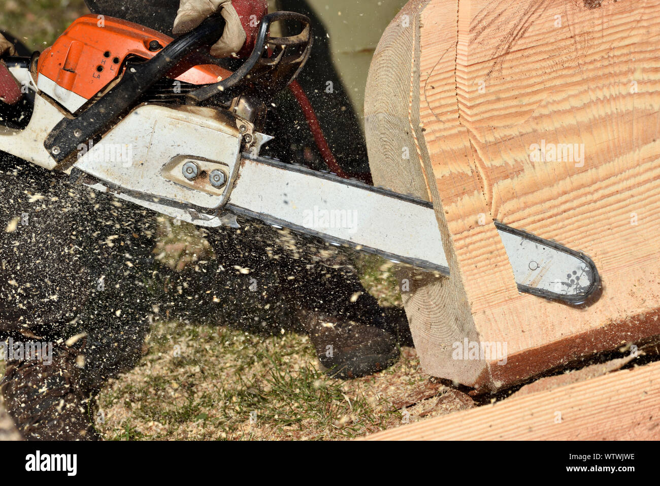 Professional chainsaw blade cutting log of wood. Chainsaw bar and
