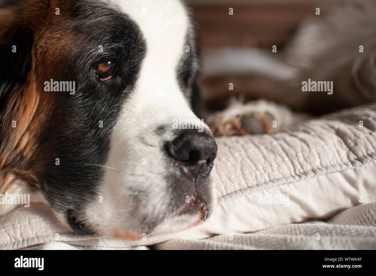 Up close of dogs eye with sweet expression while at home laying down