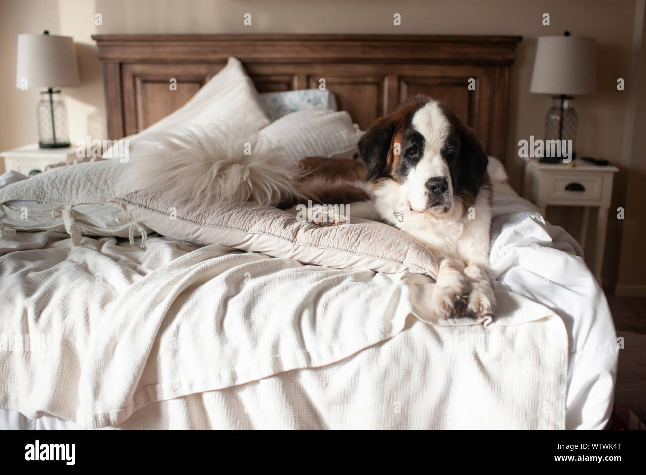 Big St. Bernard dog laying on messy bed at home with cute expression