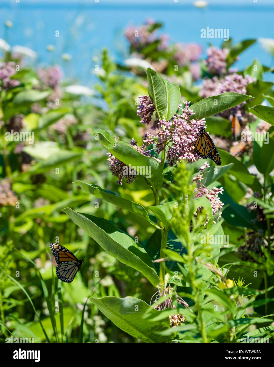 Two monarch butterflies feeding on milkweed plants near Lake Huron