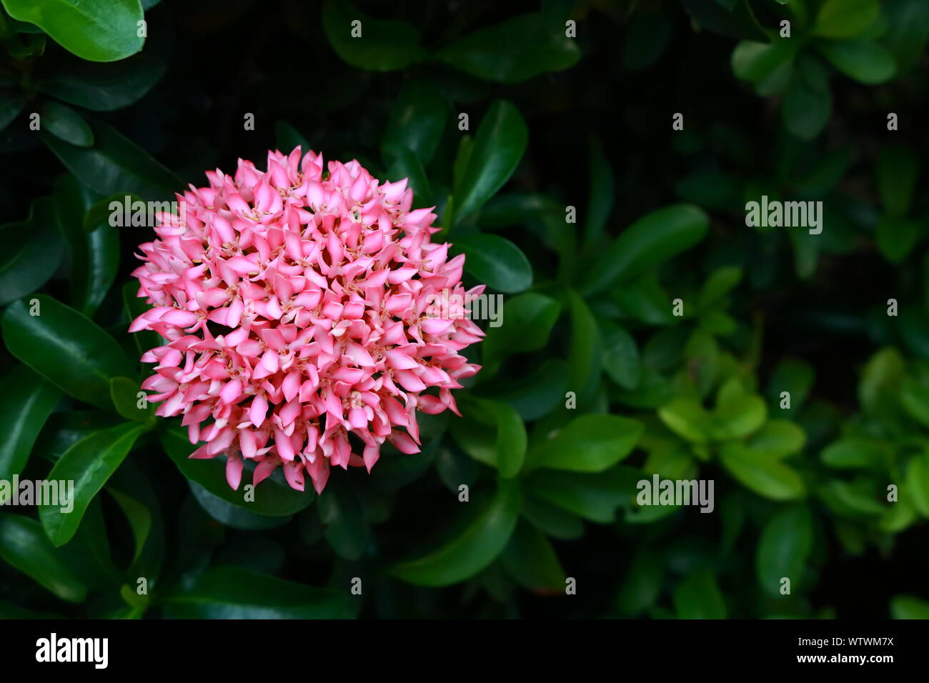 Beautiful round shape blooming pink ixora or west indian jasmine, tropical plant Stock Photo