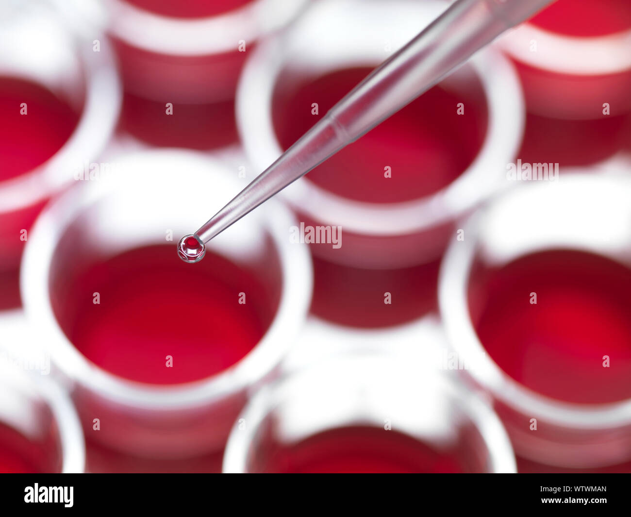 Pipetting liquid into pots containing stem cell cultures for scientific experiment in lab. Stock Photo