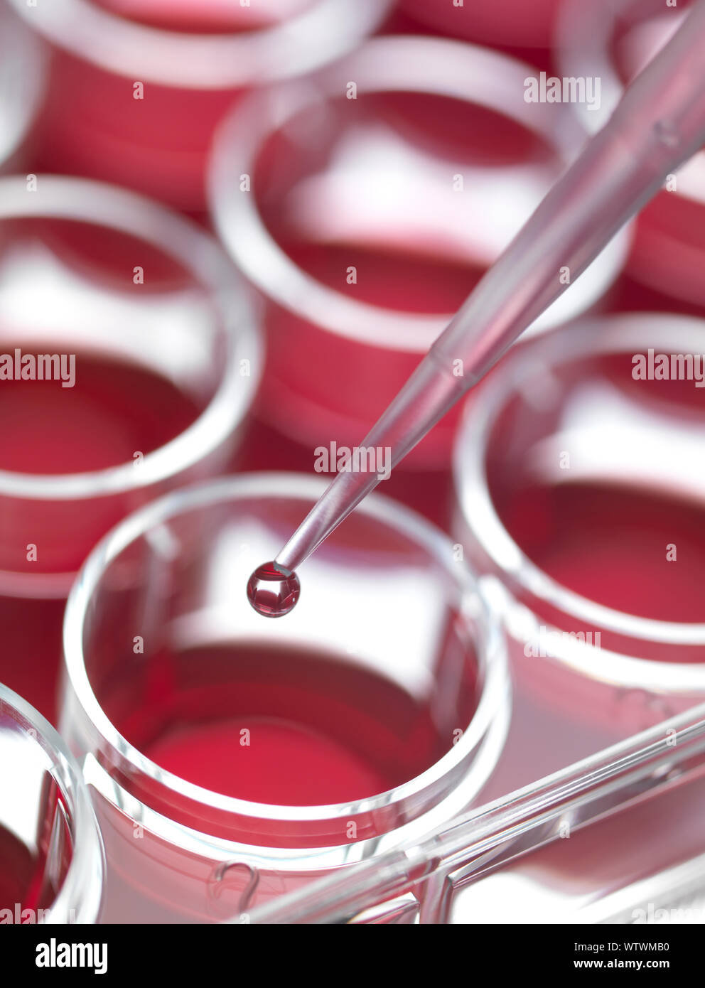 Pipetting liquid into pots containing stem cell cultures for scientific experiment in lab. Stock Photo