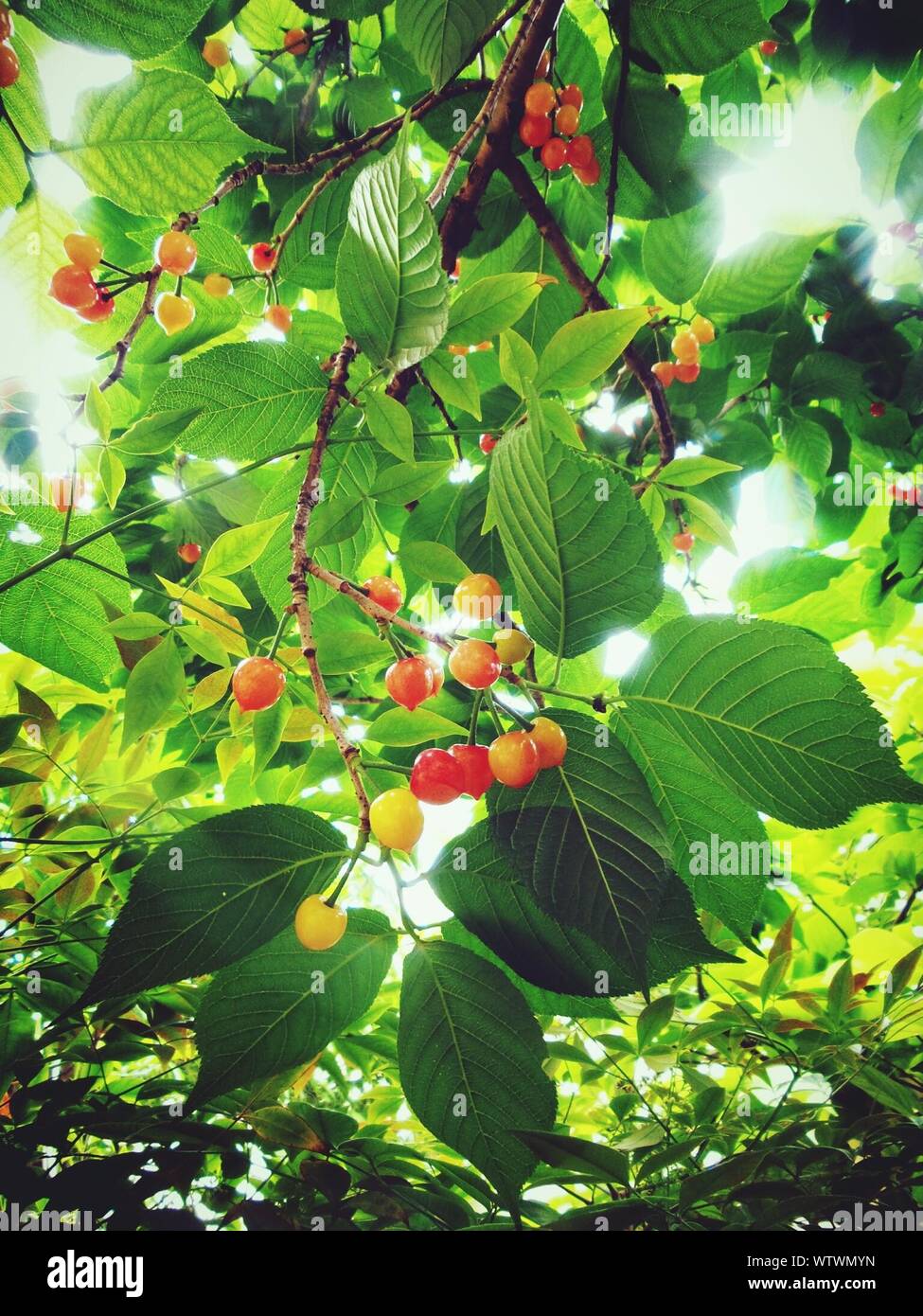 Sweet Cherries On Tree Branch Stock Photo
