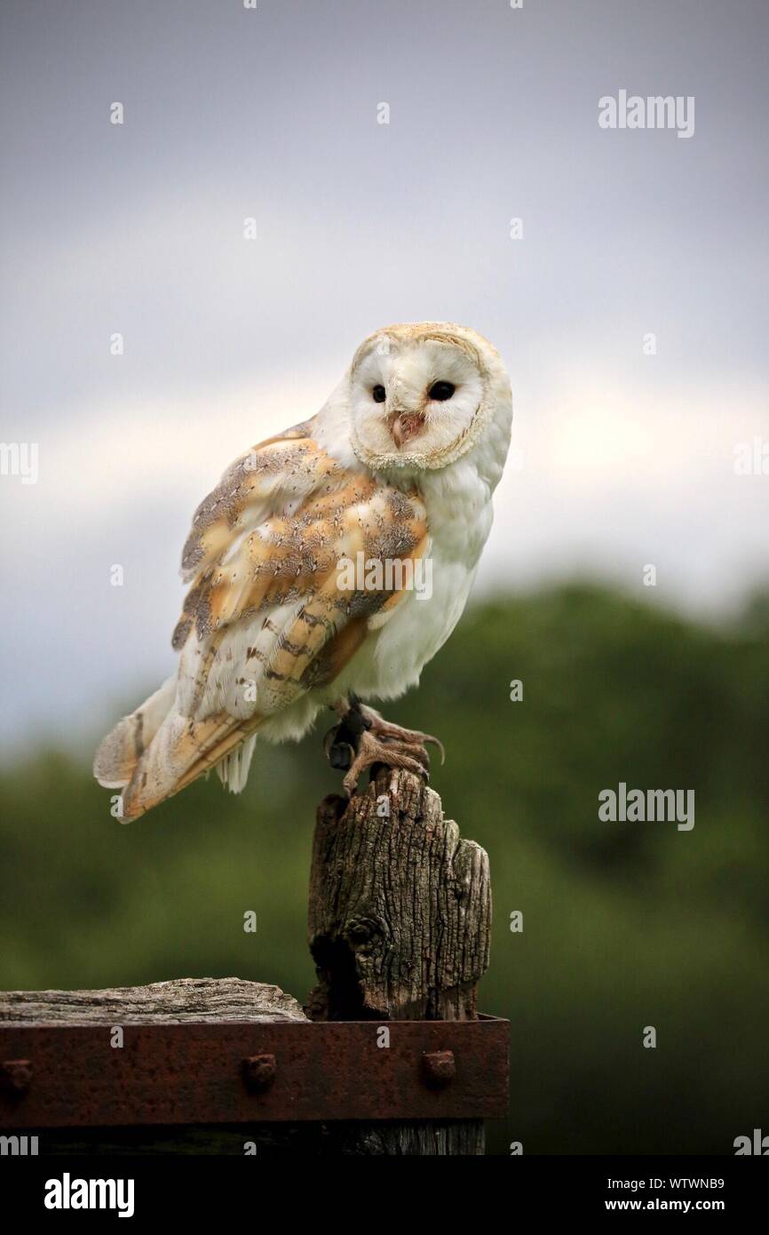 Close-up Of Barn Owl Perching On Wood Against Sky Stock Photo