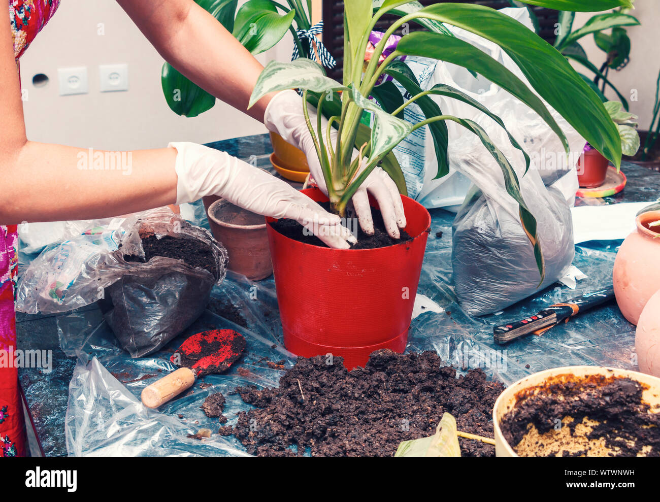 Красивые цветы в горшках. Пересадка цветов 2024. Домашние растения. Цветоводство комнатные цветы. Комнатные цветы в горшках.