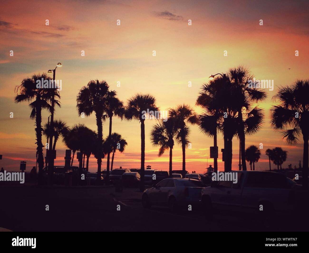Palm trees street cars hi-res stock photography and images - Alamy
