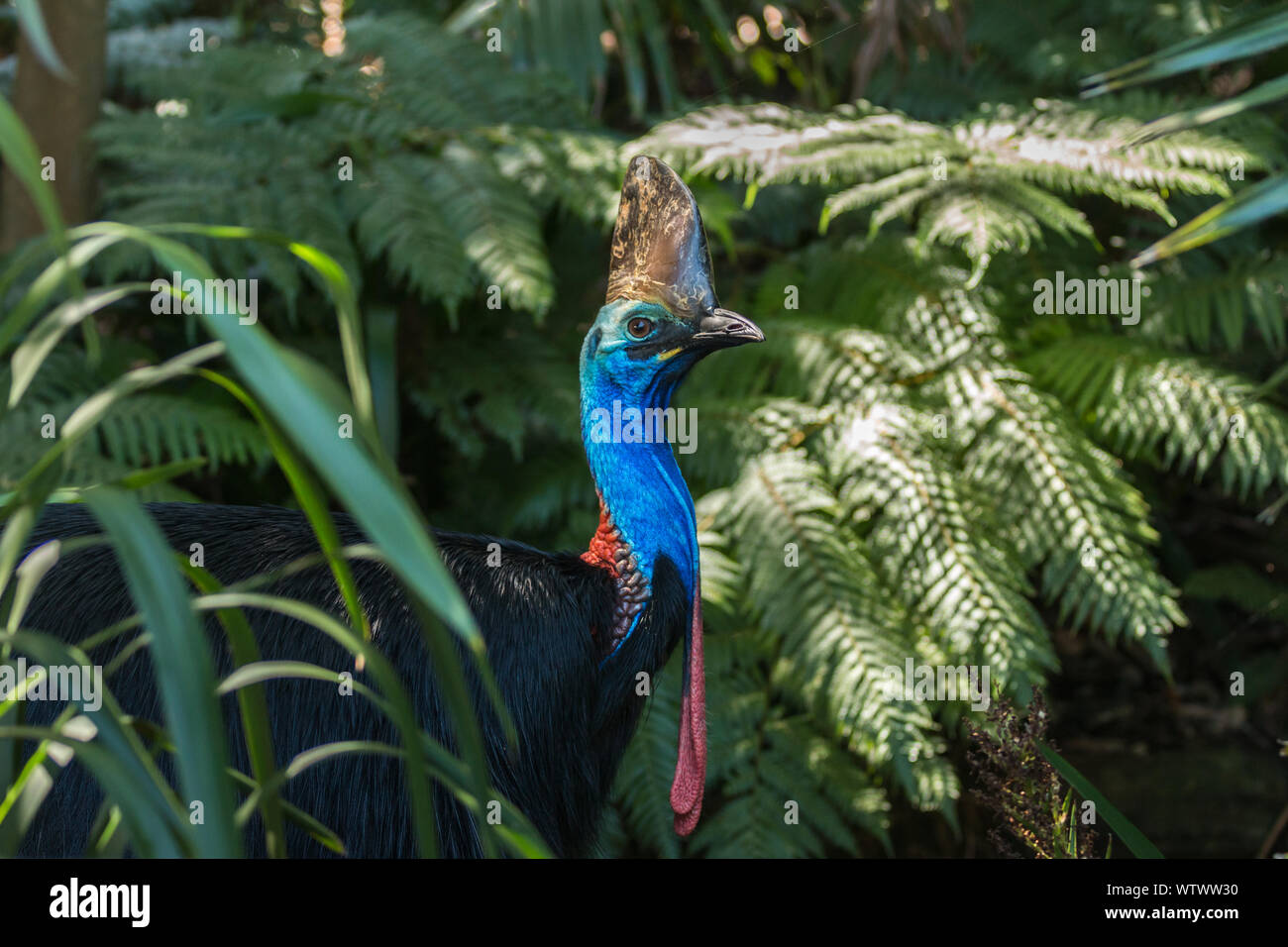 Cassowary bird - Australia Stock Photo