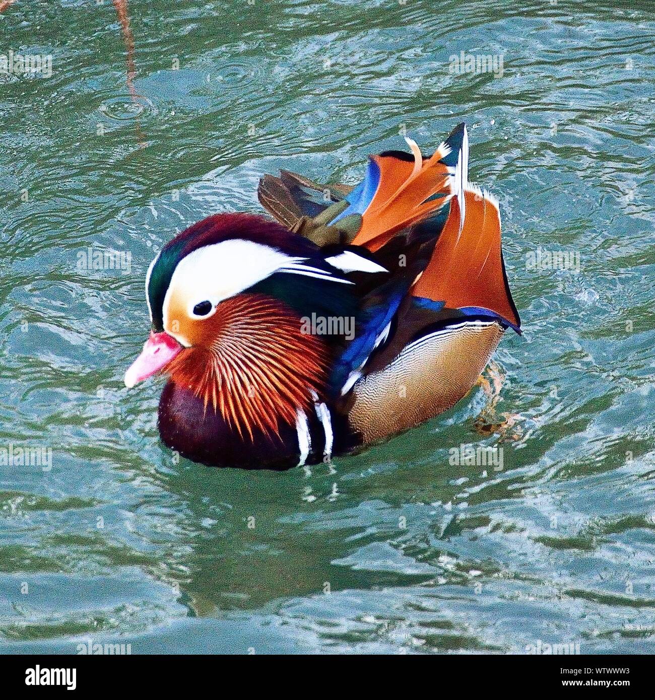 Mandarin duck swimming on lake hires stock photography and images Alamy