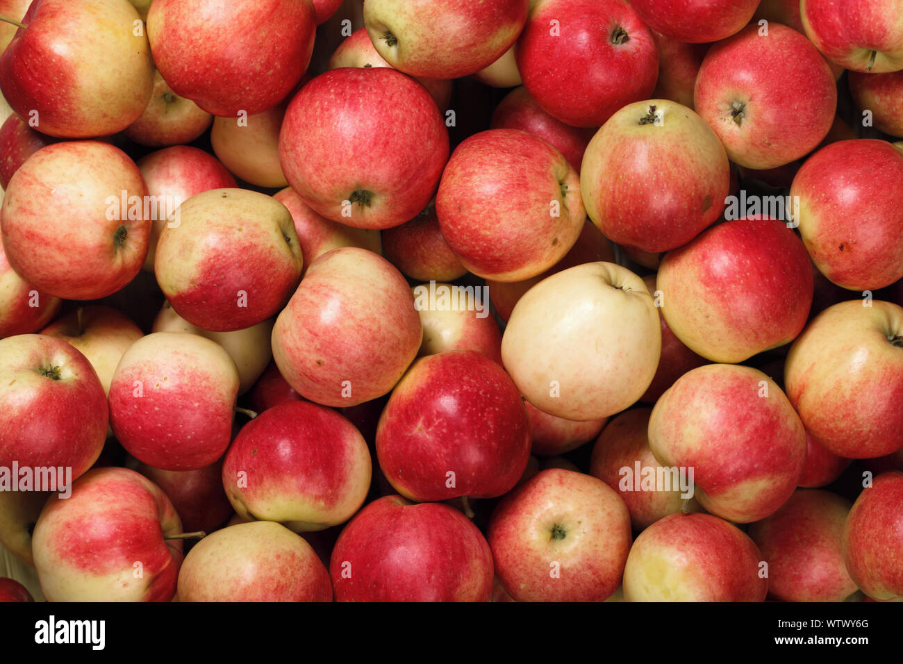 Lots of red apples. Natural condition. Top view. Stock Photo