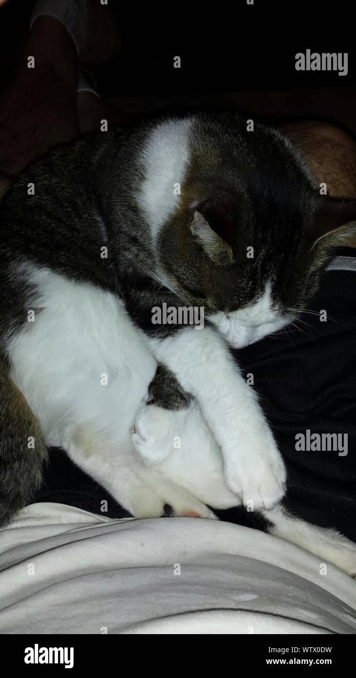 Sleeping man sleeping cat hires stock photography and images Alamy