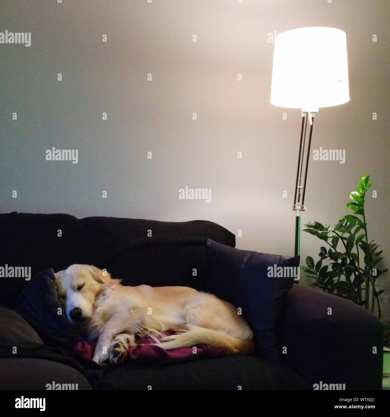 Dog Sleeping On Couch Stock Photo Alamy