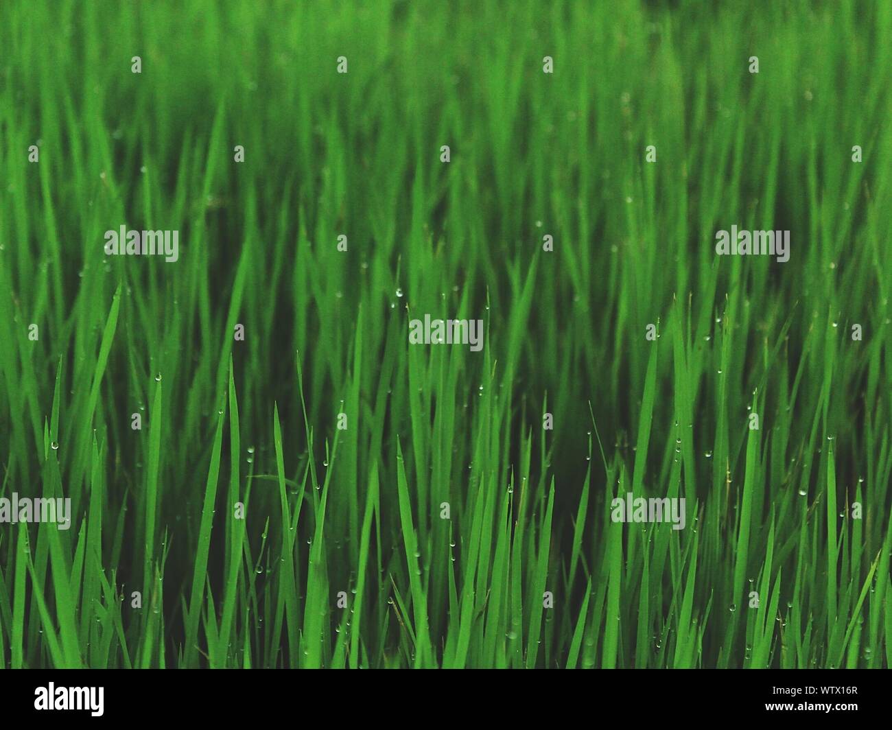 Full Frame Shot Of Wheat Growing On Field Stock Photo