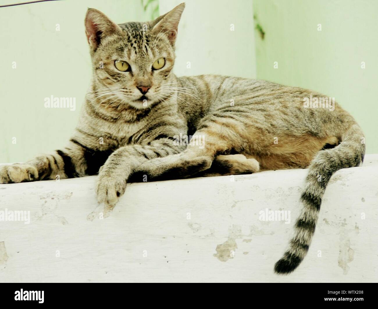 Cat On Retaining Wall Stock Photo - Alamy