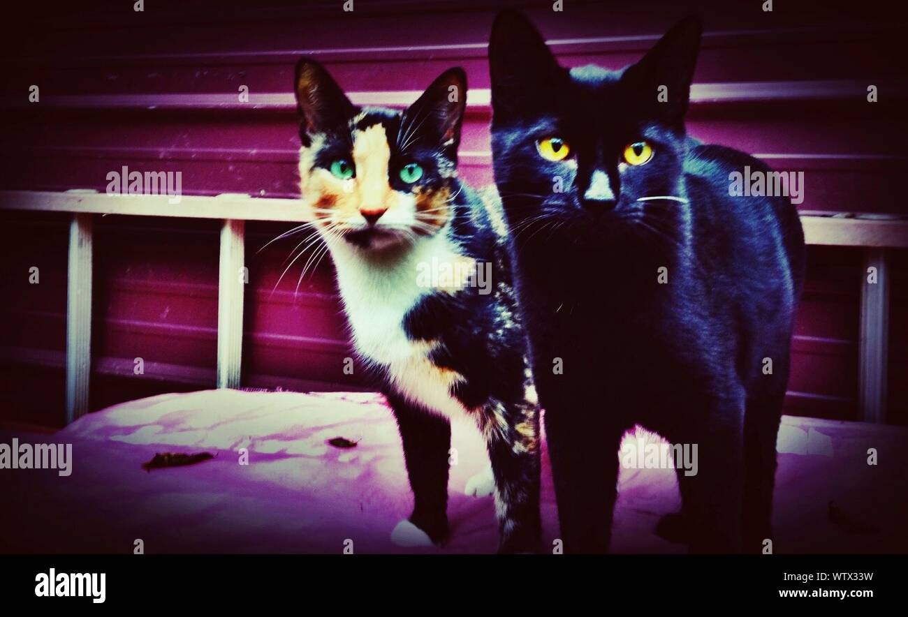 Green yellow eyes hires stock photography and images Alamy