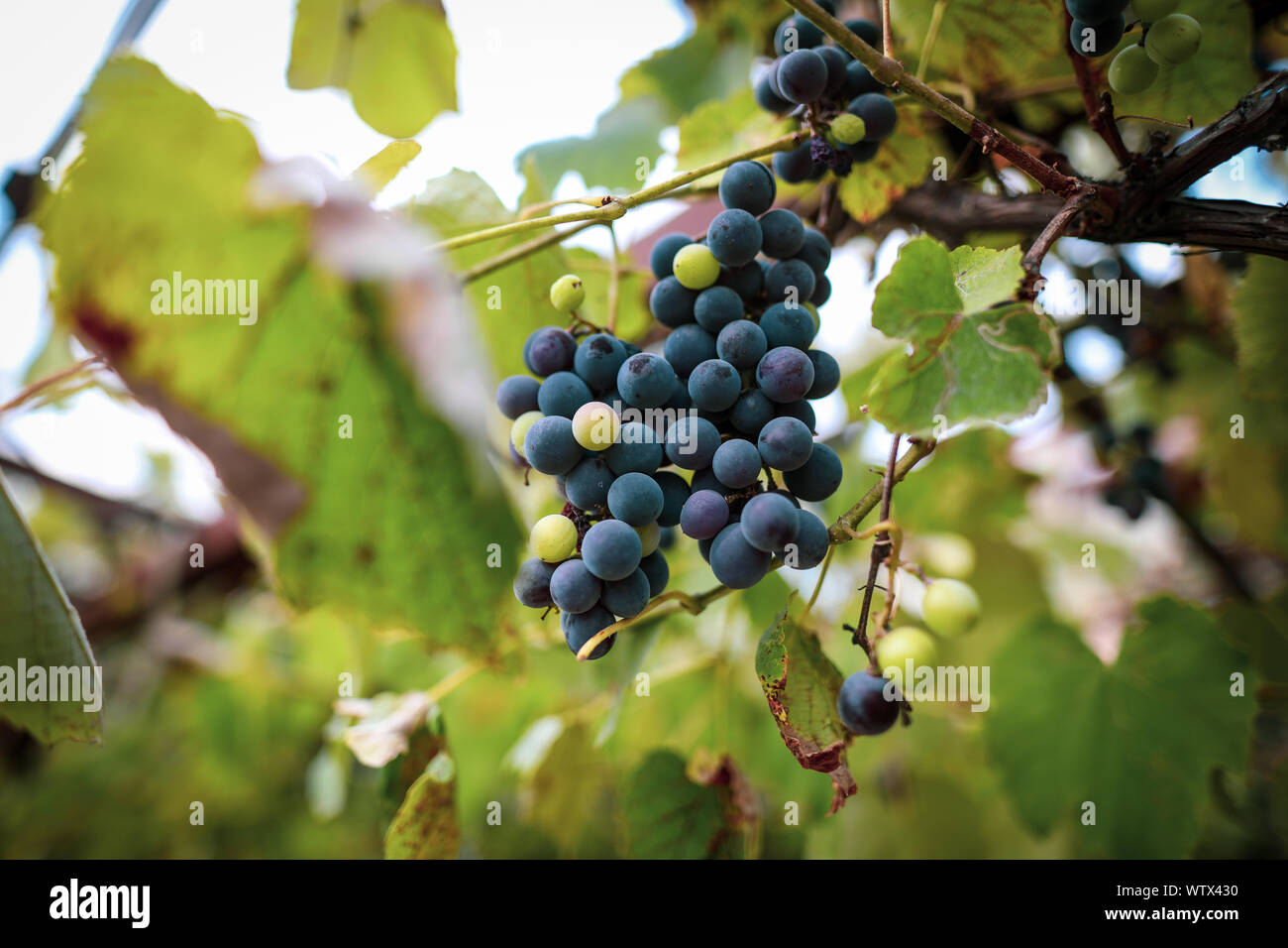 Black grapes in the vineyard during an early autumn day Stock Photo
