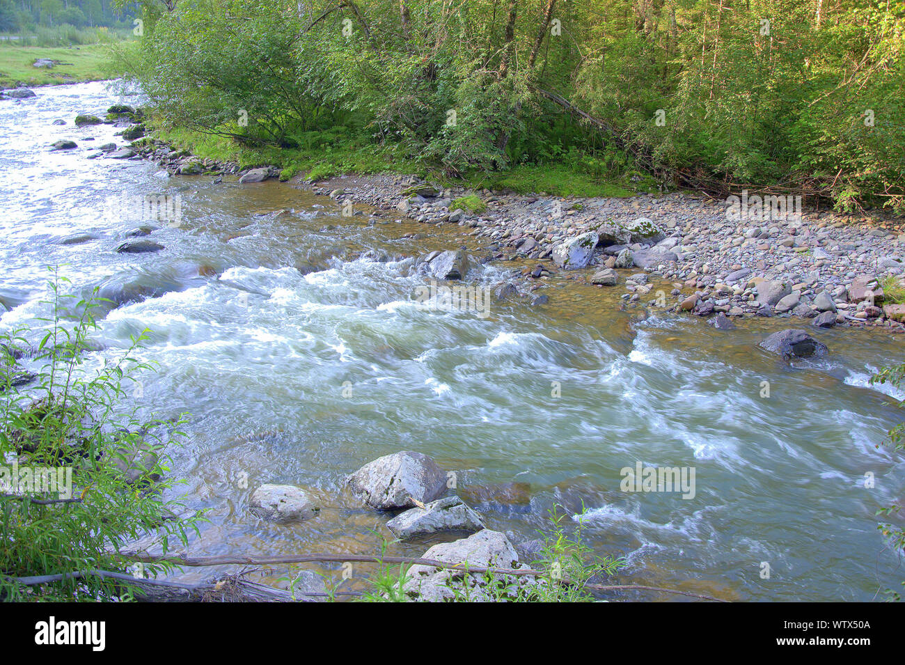 Rough and shallow river flowing through the morning forest. Altai ...