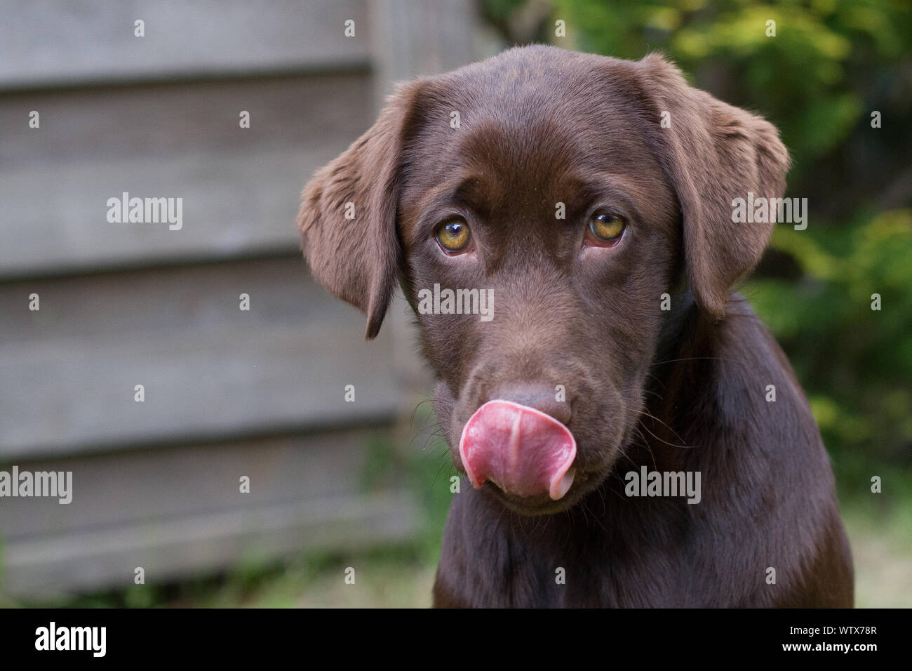 why-is-my-dog-panting-and-licking-his-lips