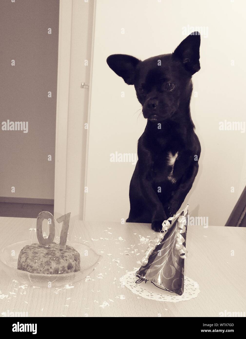 Black Chihuahua By Birthday Cake On Table At Home Stock Photo Alamy Black Chihuahua By Birthday Cake On Table At Home Stock Photo Alamy