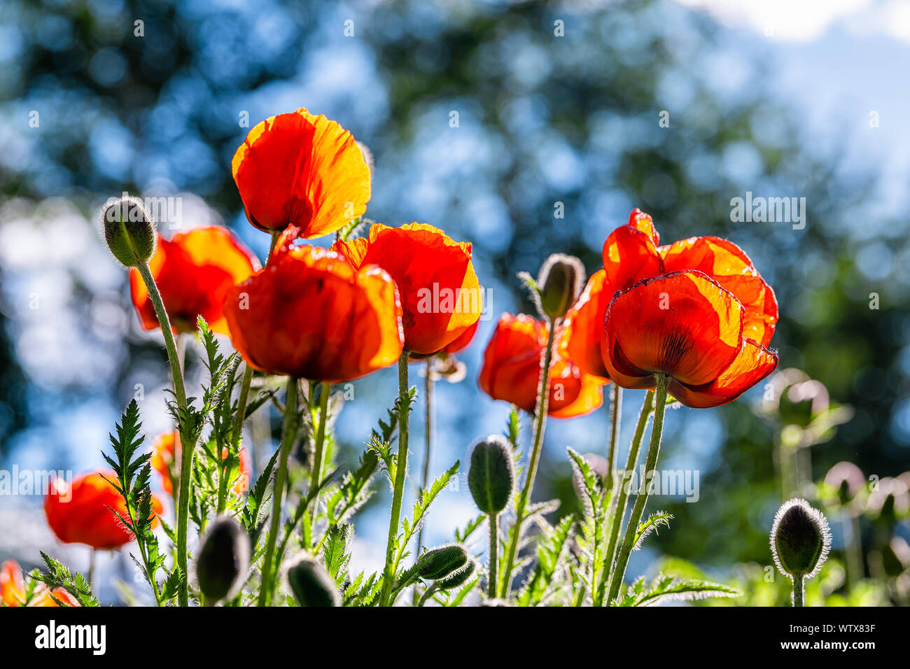 Aspen Snowmass village in Colorado with colorful closeup of orange red